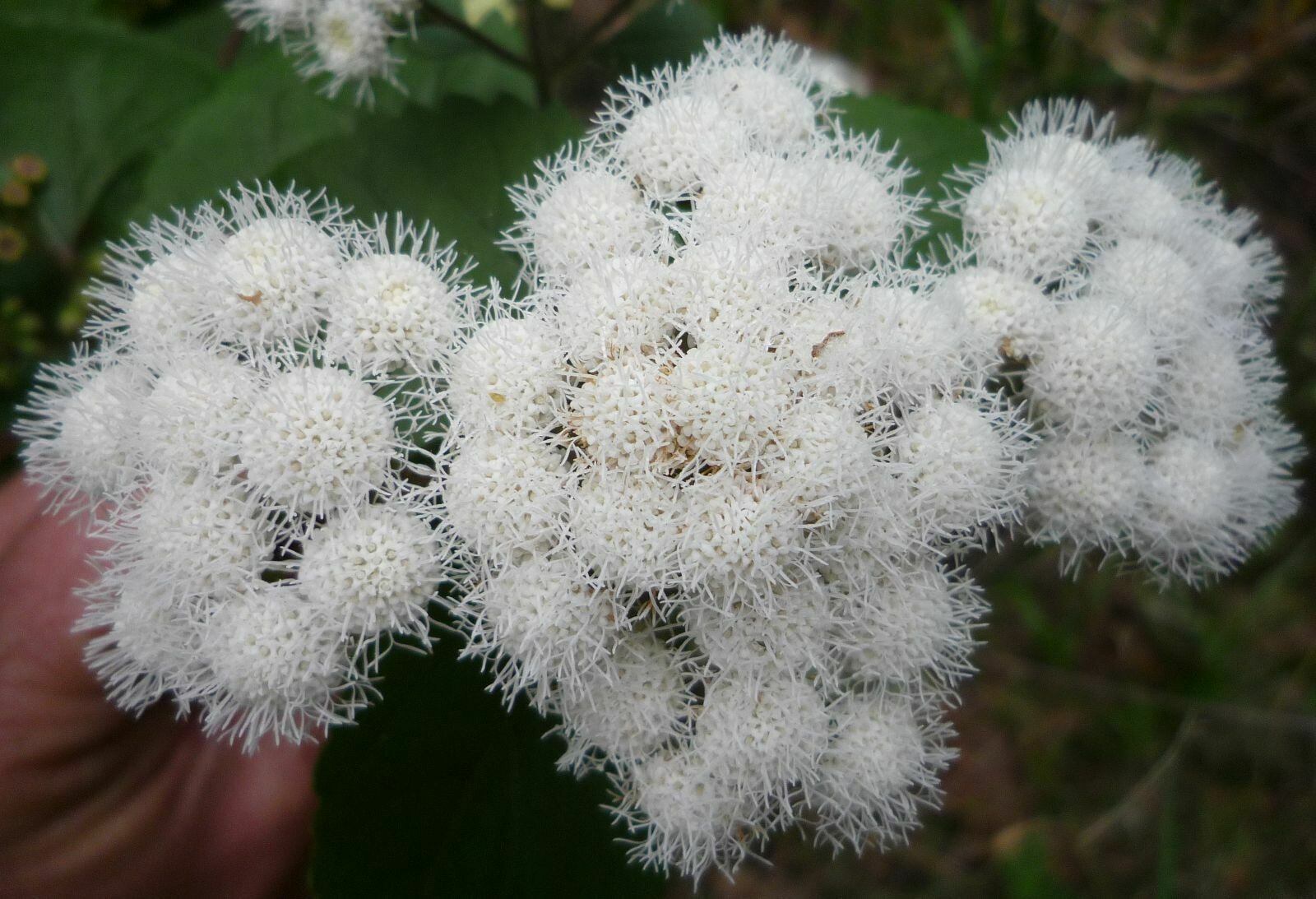 High Resolution Ageratina adenophora Flower